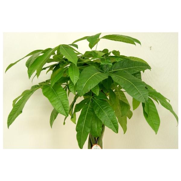 観葉植物 パキラ10号プラスチック鉢 鉢カバー付 開店祝い 新築祝い 新築祝い 10000350 観葉植物の生産直売 観葉植物 幸せの花急便