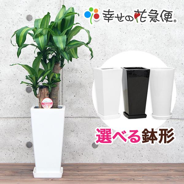 観葉植物 幸福の木6号選べる陶器鉢形 高さ約70cm 4月上旬より順次発送