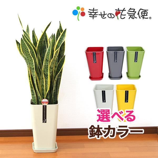 観葉植物 サンスベリア 8号カラーポット :10000755:観葉植物の生産直売