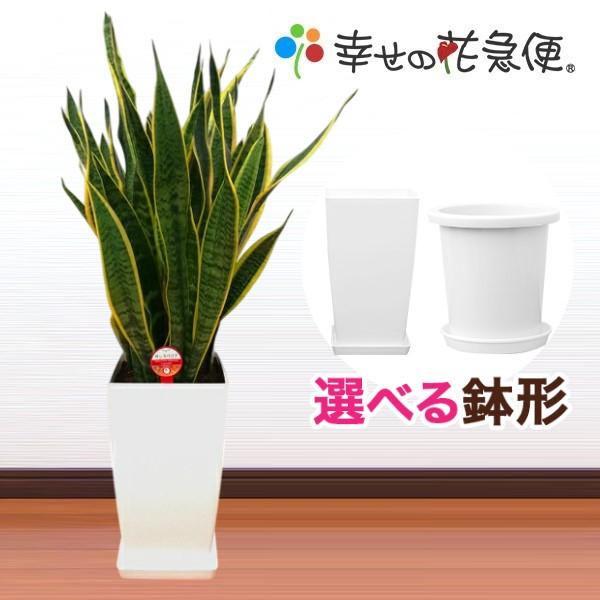 サンスペリア８号鉢 観葉植物 サンスベリア 8号プラスチック鉢-角丸 : 観葉植物の生産直売