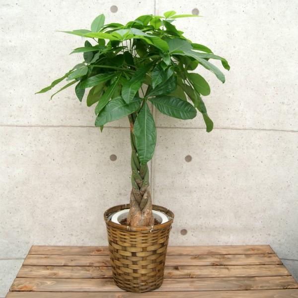 観葉植物 パキラ7号プラスチック鉢 鉢カバー付 開店祝い 新築祝い 観葉植物の生産直売 幸せの花急便 通販 Yahoo ショッピング