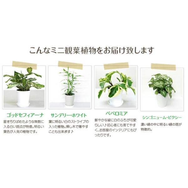 ミニ観葉植物 同梱用 単品購入不可 1鉢500円 鉢 土のみとの同梱不可 Buyee Buyee 日本の通販商品 オークションの代理入札 代理購入