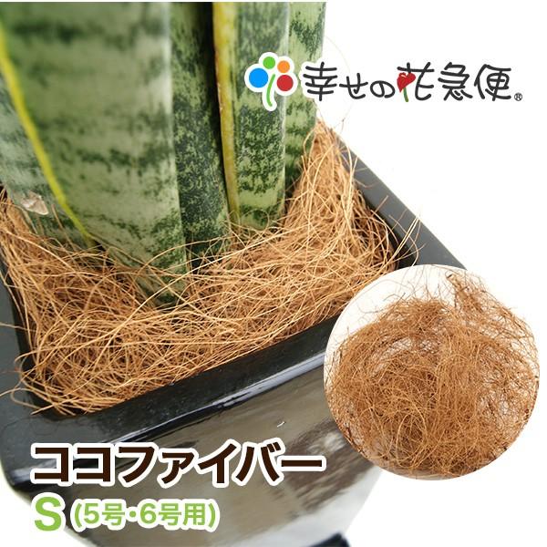 ココファイバーs 5号 6号用 観葉植物の生産直売 幸せの花急便 通販 Yahoo ショッピング