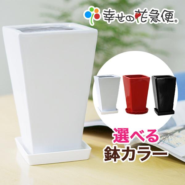 5号角陶器鉢(白赤黒) A-035【用土別売】スクエア 観葉植物