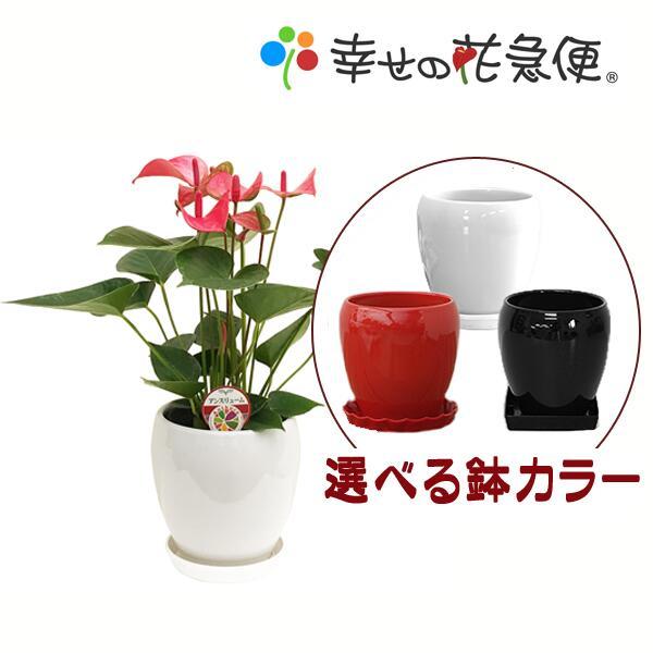 観葉植物 アンスリウム・ロイヤルピンクチャンピオン 5号丸高 観葉植物 アンスリウム・ロイヤルピンクチャンピオン 5号丸高