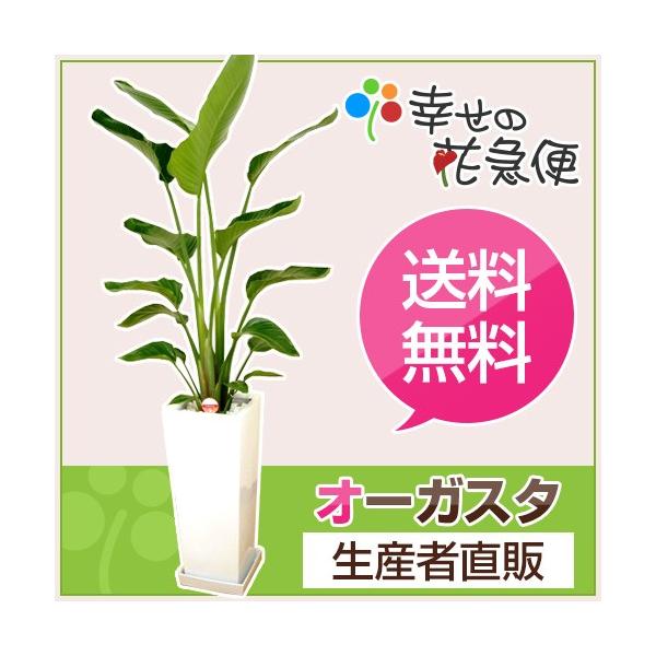 ストレチア　オーガスタ　美品❗️ 107センチ　８号鉢　観葉植物　ガーデニング 楽天市場】観葉植物 ストレリチア・オーガスタ 8号鉢 鉢カバー
