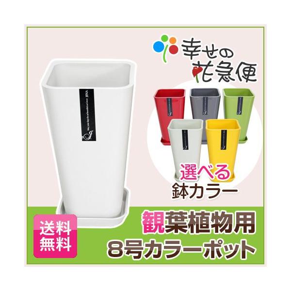 8J[|bg(ԉ΍)  ϗtA Aؔ Aւ