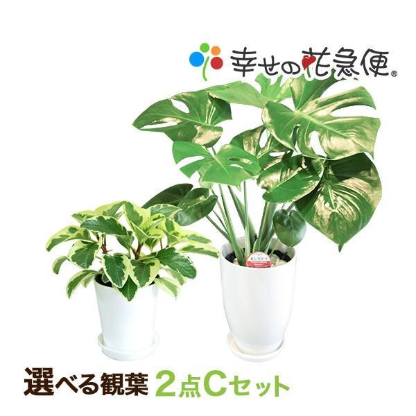 選べる観葉植物2点cセット 人気 新築祝い Cset 観葉植物の生産直売 幸せの花急便 通販 Yahoo ショッピング