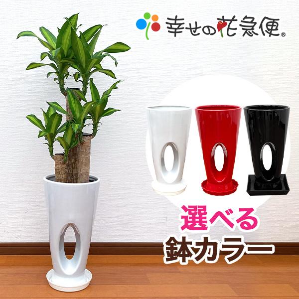 観葉植物 幸福の木7号穴高陶器鉢 白 赤 黒 高さ約100cm Massan7ana 観葉植物の生産直売 幸せの花急便 通販 Yahoo ショッピング