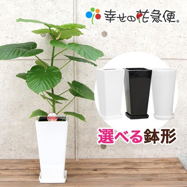 ◆商品詳細◆【サイズ】植物全体(鉢含む)　高さ約65〜75cm鉢：直径(W)　高さ(H)01〜02.角高陶器鉢　W:15cm　H:30cm　皿:あり03.丸高陶器鉢　W:16cm　H:30cm　皿:あり04〜08.カラーポット　W:16cm...