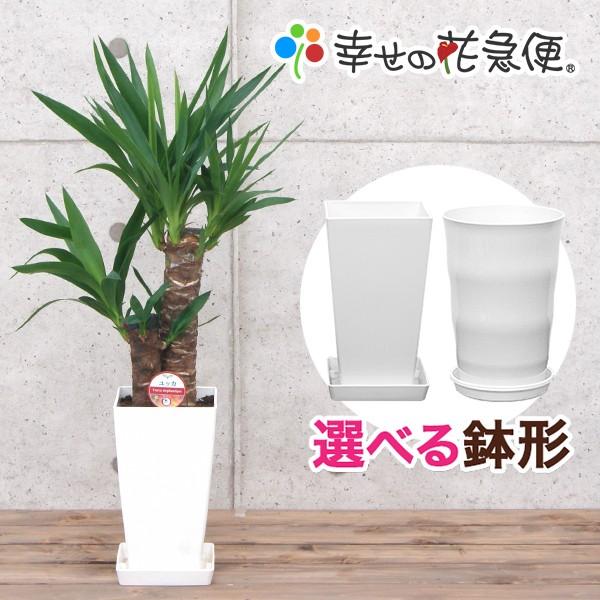 観葉植物 ユッカ 青年の木 6号プラスチック鉢 インテリア 人気 誕生日プレゼント Yucca6kp 観葉植物の生産直売 幸せの花急便 通販 Yahoo ショッピング