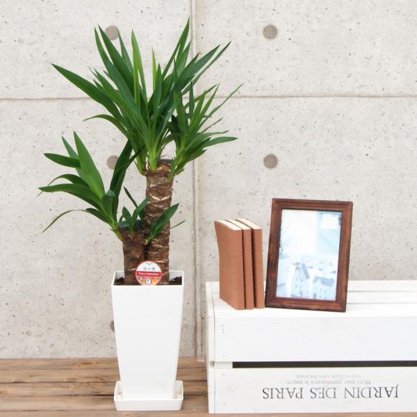 観葉植物 ユッカ 青年の木 6号プラスチック鉢 インテリア 人気 誕生日プレゼント Buyee Buyee Japanese Proxy Service Buy From Japan Bot Online