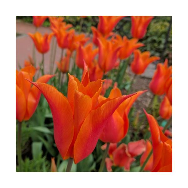 `[bv o[i 炫5pbN HA ~A t炫  CObVK[f