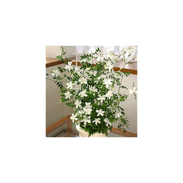 ジャスミン 花 苗 ホワイトプリンセス 常緑低木 大輪 1株 ジャスミン 花 苗 ホワイトプリンセス 常緑低木 大輪 1株