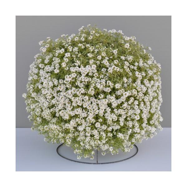 花 寄せ植え 春の人気商品 通販 価格比較 価格 Com