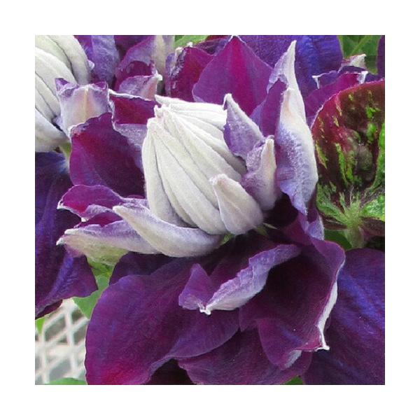 花 鉢 クレマチス 苗の人気商品 通販 価格比較 価格 Com