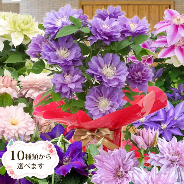 まり花 写真のPIMH-1350円値引き 1/16（金）入荷 季節の寄せ植え アンティーク柄 軽量プラスチック鉢