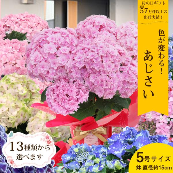 遅れてごめんね 母の日 あじさい 鉢植え 紫陽花 22 プレゼント ギフト 花 アジサイ 50代 60代 70代 11種類から選べる5号サイズ こだわりラッピング I イングの森 花 苗 球根 育て方 通販 Yahoo ショッピング
