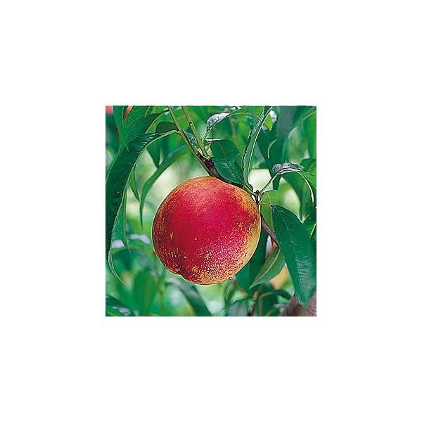 �ʎ��c �l�N�^���� �G�� �P�� �|�b�g�c