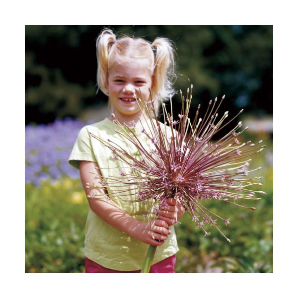 球根 アリウムの人気商品 通販 価格比較 価格 Com