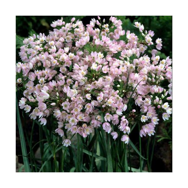 球根 アリウムの人気商品 通販 価格比較 価格 Com