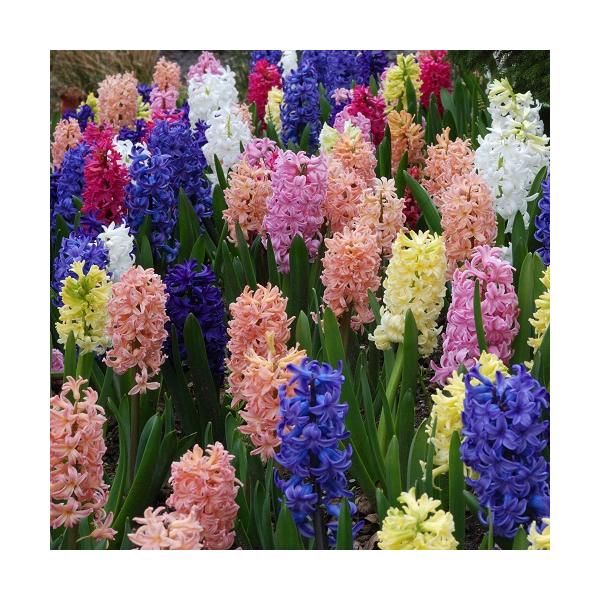 赤、白、黄、桃、青、紫の6色からお好みの色を選んでください。5号鉢なら3球、6号鉢くらいなら1鉢に5球は植え込む事が出来ますよ。■開花：4月■草丈：25cm前後■球根周囲：14cm以上球■お届け時の状態：球根（赤、白、黄、桃、青、紫の5色か...