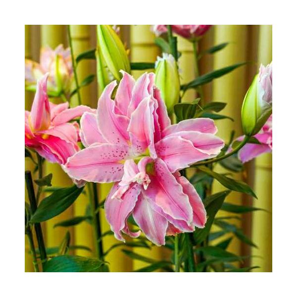 オリエンタルリリー ピンク系八重咲き 3品種から選んでね！ 球根 1球