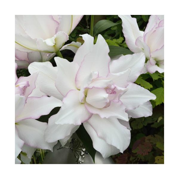 バラ 球根の人気商品 通販 価格比較 価格 Com