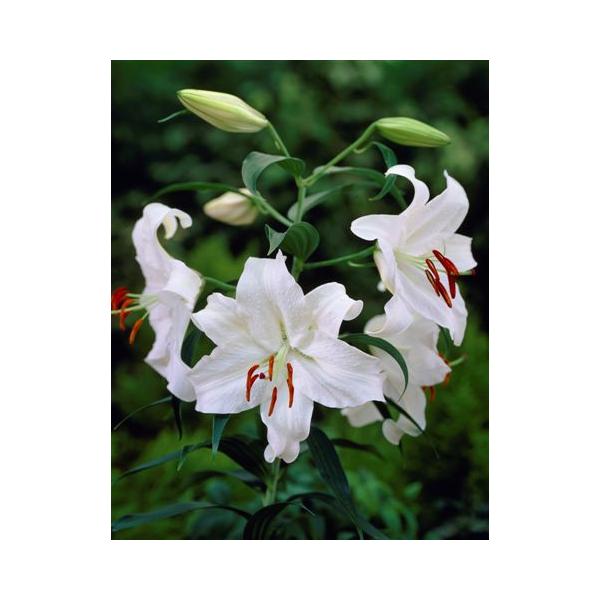 言わずと知れたユリの女王カサブランカ。清楚な純白は常にユリ人気Ｎｏ１。■開花：7月■草丈：1m前後■お届け球根サイズ：球周約18〜20cm＊百合の球根はサイズで開花輪数が決まってきます。基本、オリエンタル系は周囲18cmを超えると5輪咲くの...