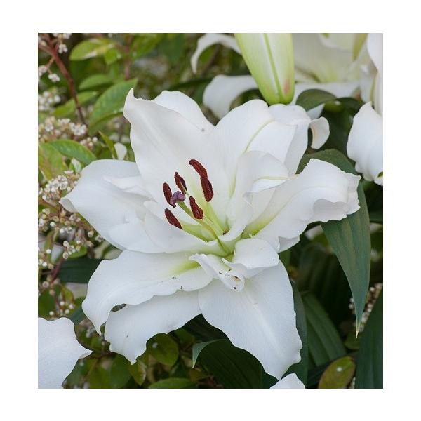 球根 ゆり Diy 工具の人気商品 通販 価格比較 価格 Com