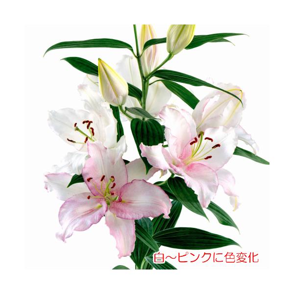 オリエンタルリリー カメレオン 花 球根 ゆり ユリ 百合 白から