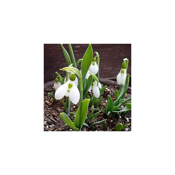 ■開花：2〜3月頃■草丈：20cm前後■お届け時の状態：球根 周囲サイズ6cm〜似たお花にスノーフレークと言うのがあります。スノーフレークの丈は30〜50cm位になり4月開花の物で別のお花なので間違えないようにお願いします。■栽培 育て方の...