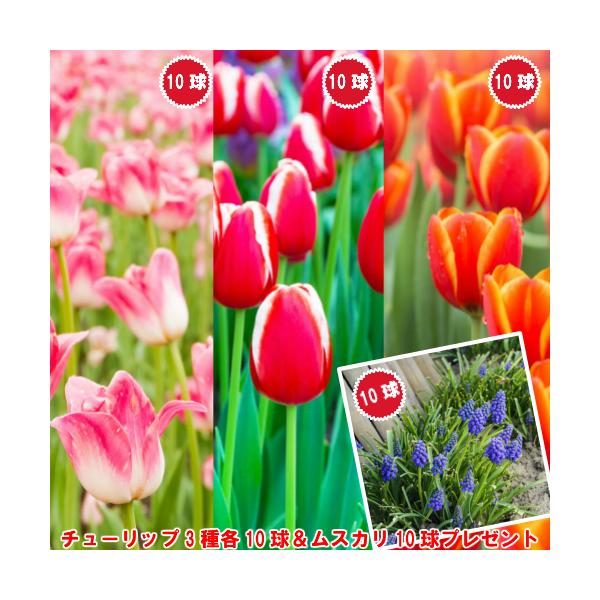 普通のチューリップとはちょっと変わったカラーを楽しみたい。でも、難しいのはイヤよ。そんな方にお勧めですよ。色別にパックしているので植え付け時のカラーコーディネートにも困りませんね。この3種のチューリップと一緒に植え込んでミニガーデンが出来る...