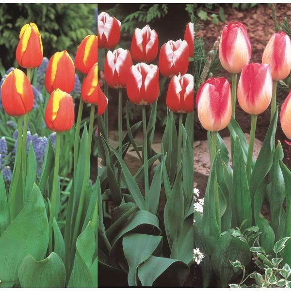 普通のチューリップとはちょっと変わったカラーを楽しみたい。でも、難しいのはイヤよ。そんな方にお勧めですよ。色パターンは3種あるからお好きな物を選んでくださいこの2色咲きと別売りの単色物を組み合わせて周りに単色、中心に2色咲きというパターンだ...