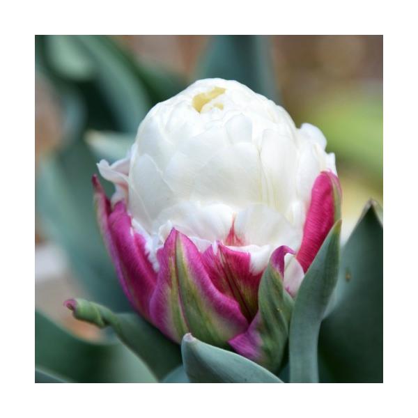 `[bv ACXN[ 8pbN S HA ~A t炫  CObVK[f Zbg