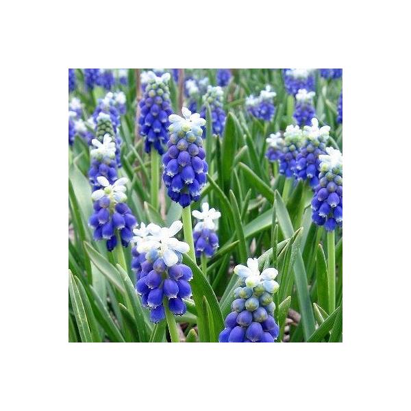 ムスカリ タッチオブスノー 10球パック 秋植え 冬植え 春咲き 球根 イングリッシュガーデン L 07 10p イングの森 花 苗 育て方 通販 Yahoo ショッピング