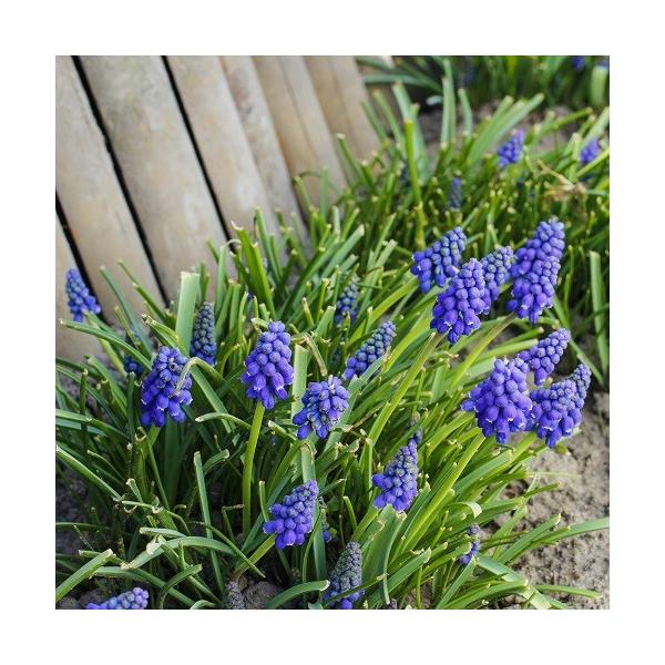 ムスカリ アルメニアカム ２０球パック 秋植え球根 Buyee Buyee Japanese Proxy Service Buy From Japan Bot Online