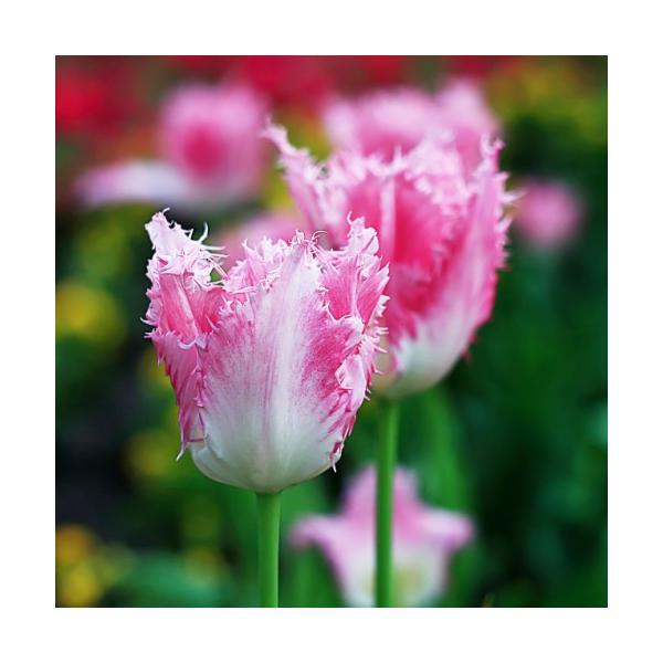 `[bv   tW炫 t nEXe{X 22pbN 񂹐A v^[ CObVK[f S