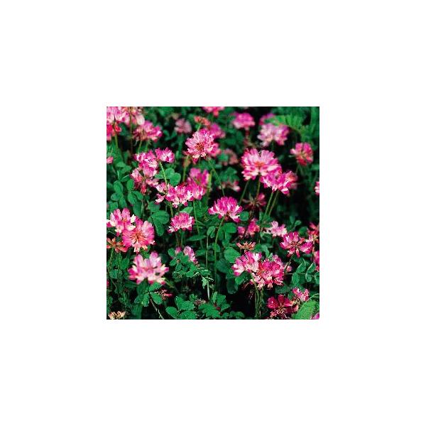 񂰑̎ 100giʉƒp10ؕj VR̗Δ T܂܂ł͑4Xւ܂̓lR|Xł̔nj