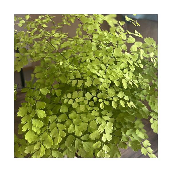 アジアンタム フラグランス 3.5号（直径10.5cm）ポット苗 観葉植物 シダ植物 インテリアグリーン 非耐寒性常緑多年草 ホウライシダ