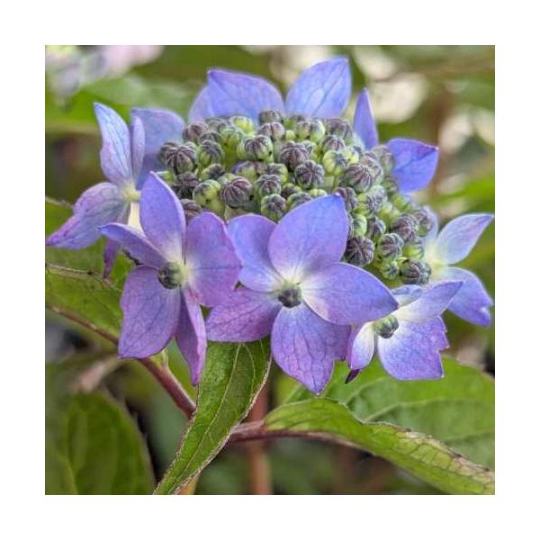 山アジサイ 藍姫（アイヒメ）3.5号（直径10.5cm）１株 ポット苗 花苗 庭植 ガーデン 花壇 紫陽花 あじさい ヤマアジサイ