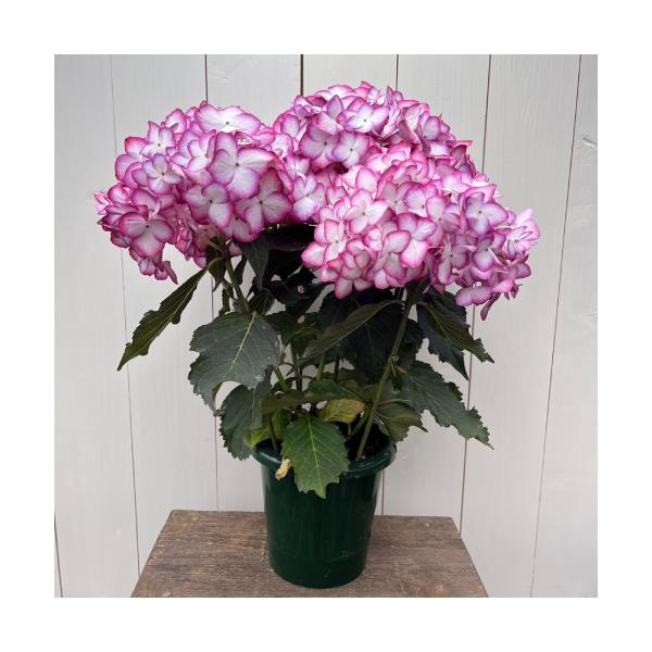 ギフト解体セール!! アジサイ 花模様 5号鉢(直径15cm) 4F〜5F ギフト解体セール!! アジサイ 花模様 5号鉢(直径15cm) 4F〜5F