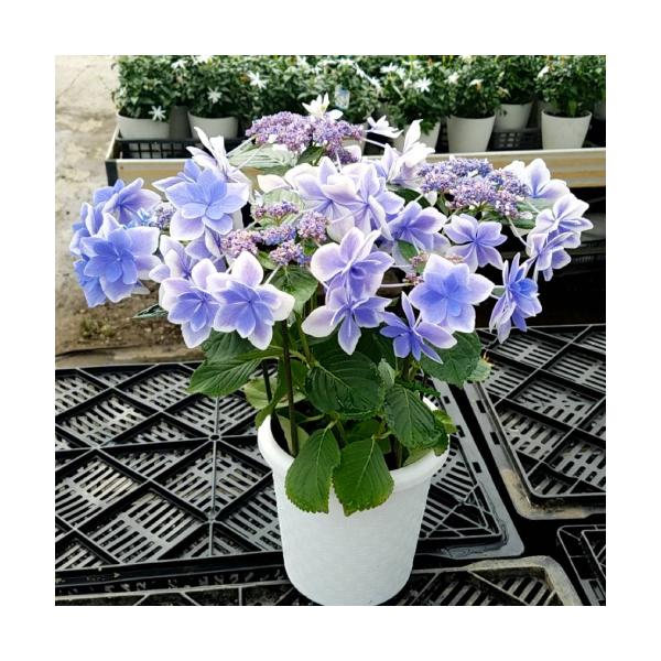 紫陽花 鉢 苗の人気商品 通販 価格比較 価格 Com