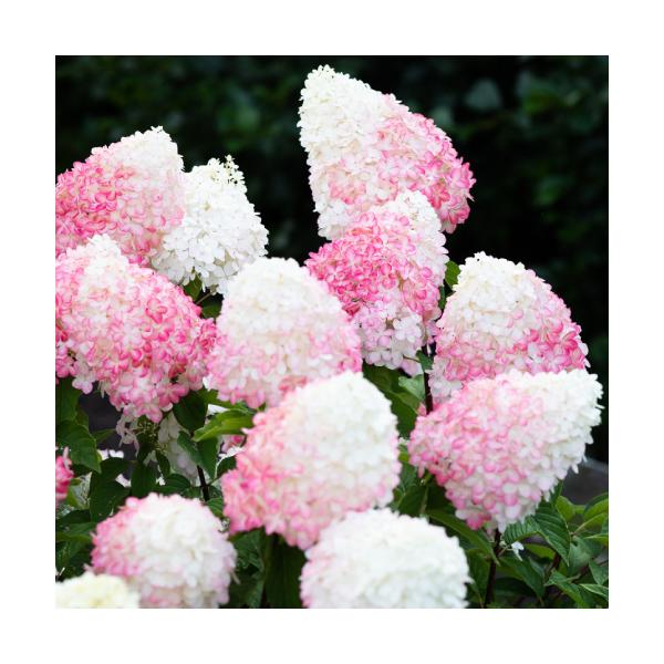 紫陽花 創作紫陽花シリーズ エルマール 6寸鉢ごと 美品 苗 植物 Huma Or Jp