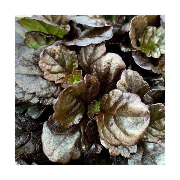 AWK  c ubNXJbv 3 a9cm |bg P OhJo[ v^X h VF[hK[f A