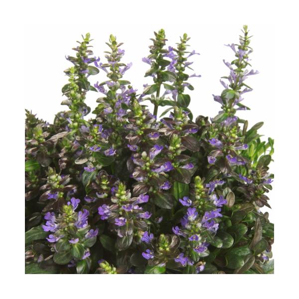 �A�W���K �� �c ���� �`���R���[�g�`�b�v �P�� �n ���N�� �V�F�[�h�K�[�f�� ���A �C���O���b�V���K�[�f��