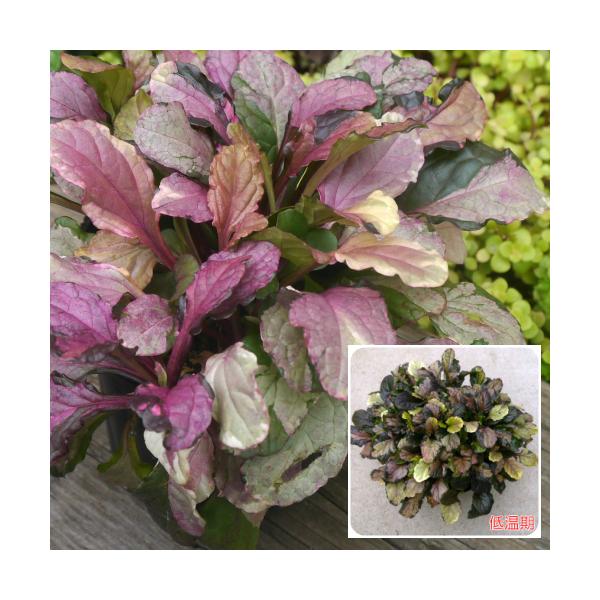 AWK  c  eA[g P n N VF[hK[f A CObV