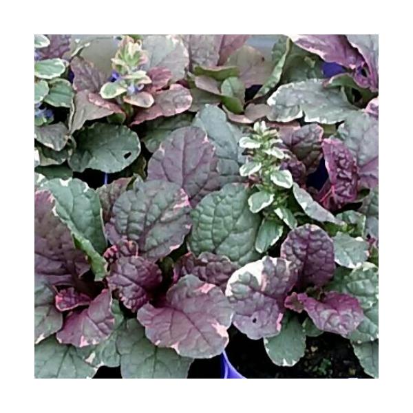 AWK VK[v P ԐFFn h VF[hK[f A A CObVK[f