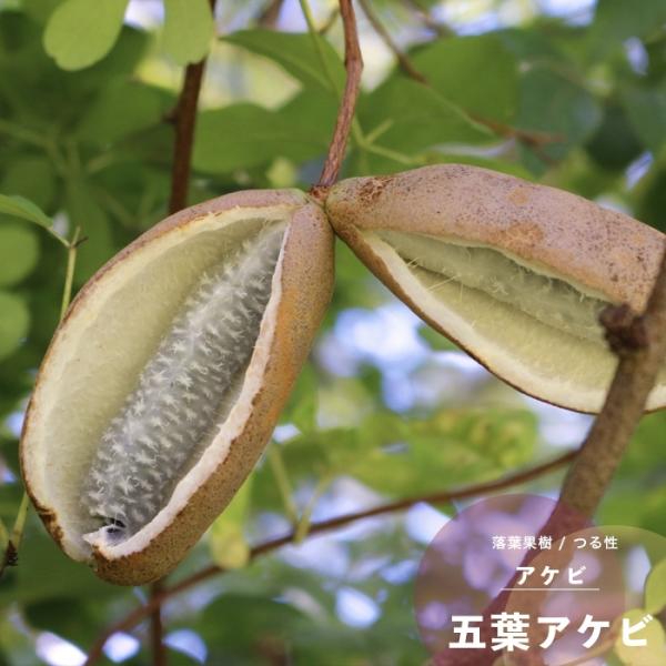 あけび アケビ 果樹 苗木 花 鉢植え 五葉4.5号 13.5cm ポット あけび アケビ 果樹 苗木 花 鉢植え 五葉4.5号 13.5cm ポット