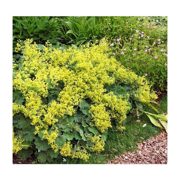 アルケミラ モリス スリラー 1株 宿根草 イングリッシュガーデン 季節の花苗 寄せ植え等に N Alcheth イングの森 花 苗 育て方 通販 Yahoo ショッピング